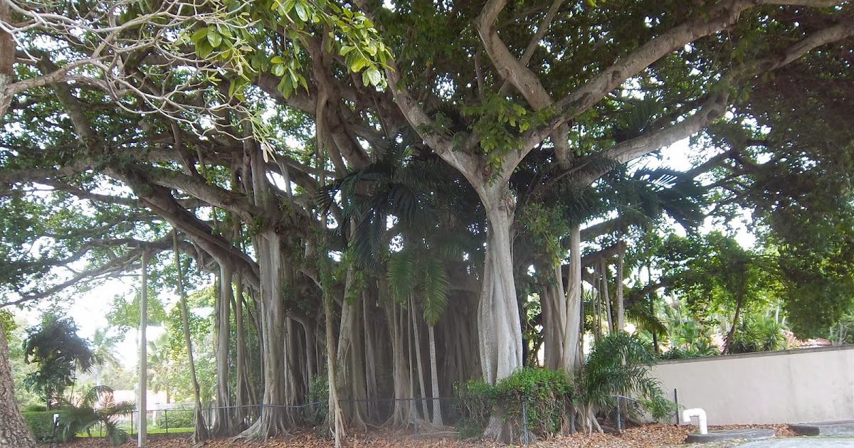 Liliana Usvat - Reforestation and Medicinal use of the Trees : Sacred