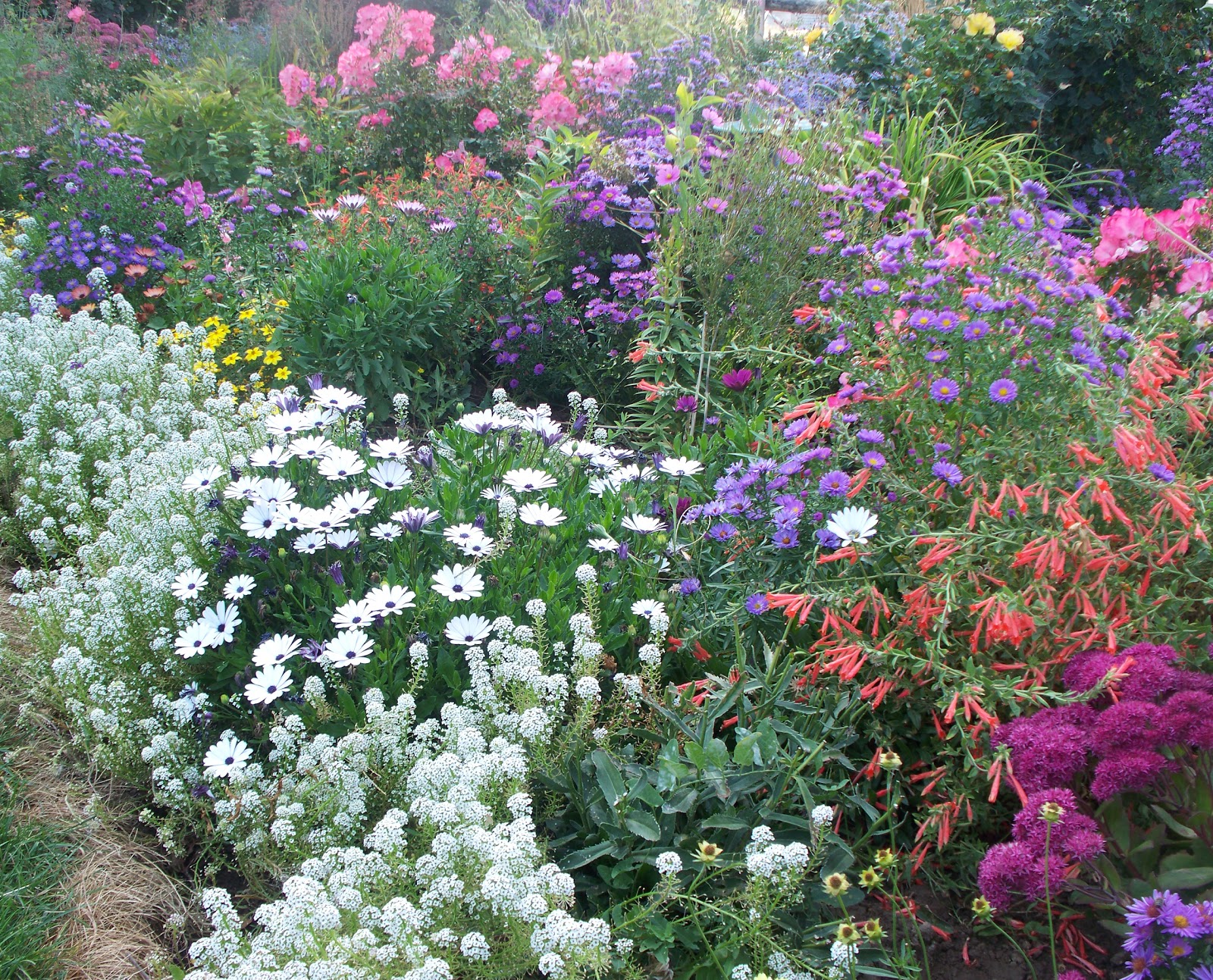 photographing flowers the autumn garden photographing flowers the autumn garden