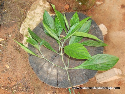 Growing indigo for natural dye Growing indigo for natural dye