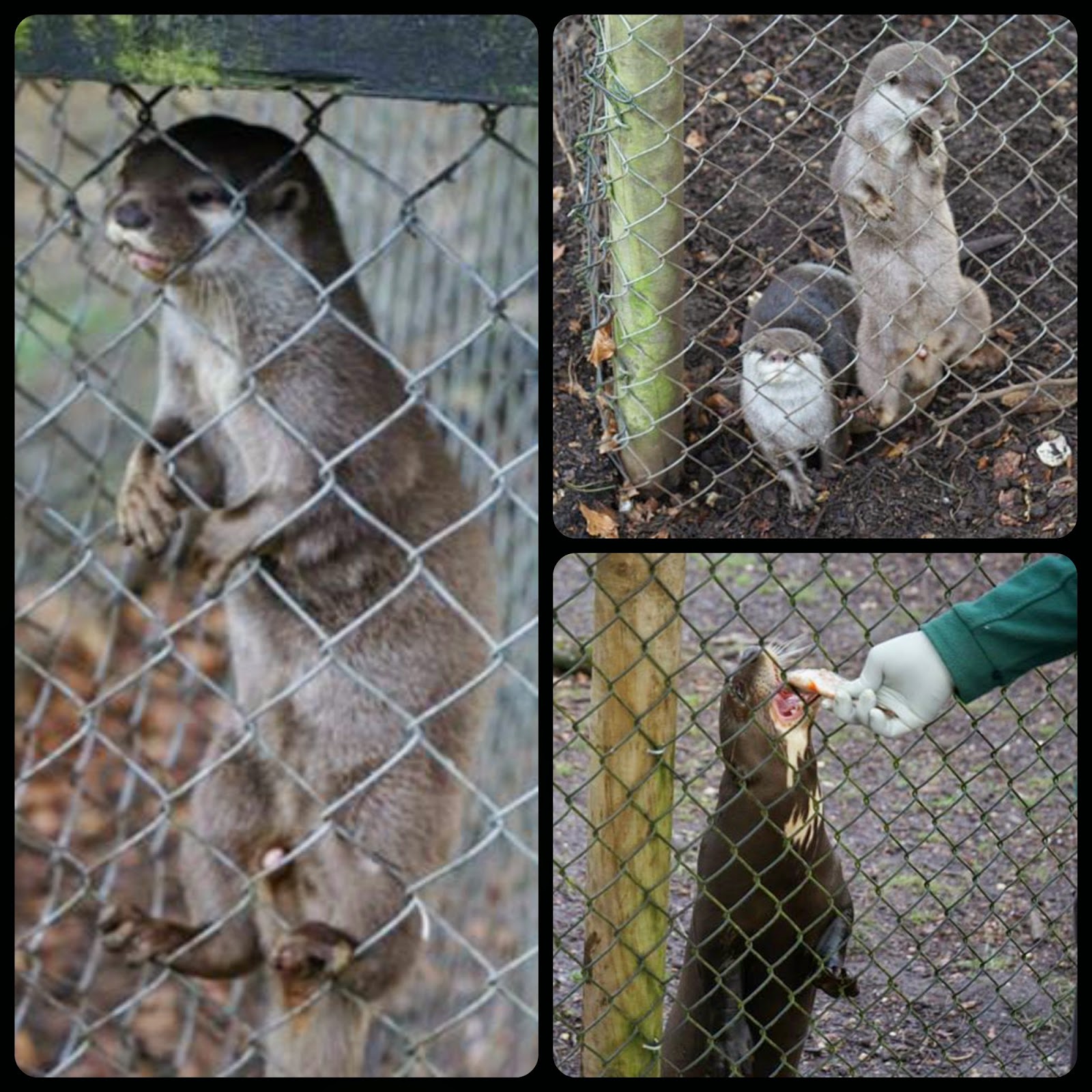 Entertaining Elliot Braving the cold at The New Forest Wildlife Park