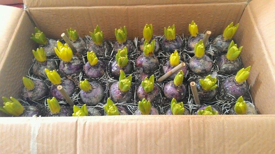 Bán cây tiên ông (Huệ tây, dạ lan hương, Hyacinthaceae) - 4