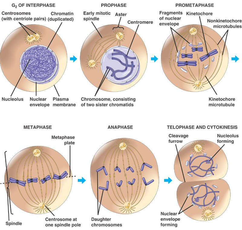 Drawings Of Mitosis