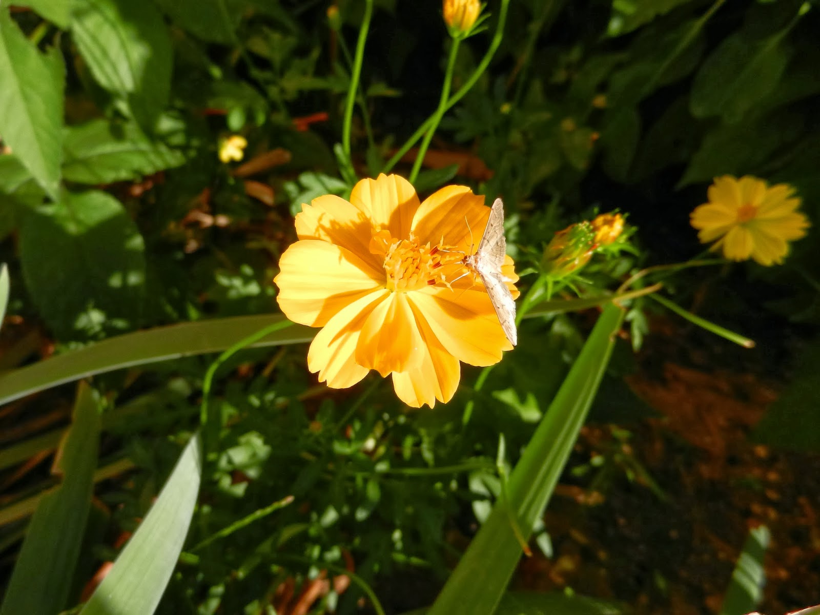 autumn cosmos autumn cosmos