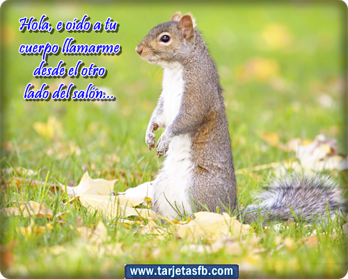 tarjetas+de+animal+con+frases+para+etiquetar+en+tu+muro.png