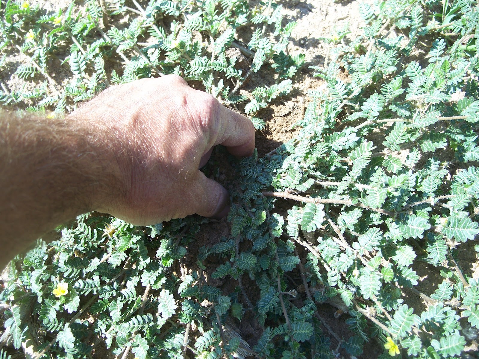 Weed Identification Goatheads or Stickers