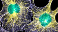 WNT16B WNT16B Protein