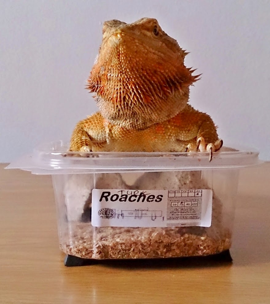 Bearded Dragon Care Bearded Dragon Care