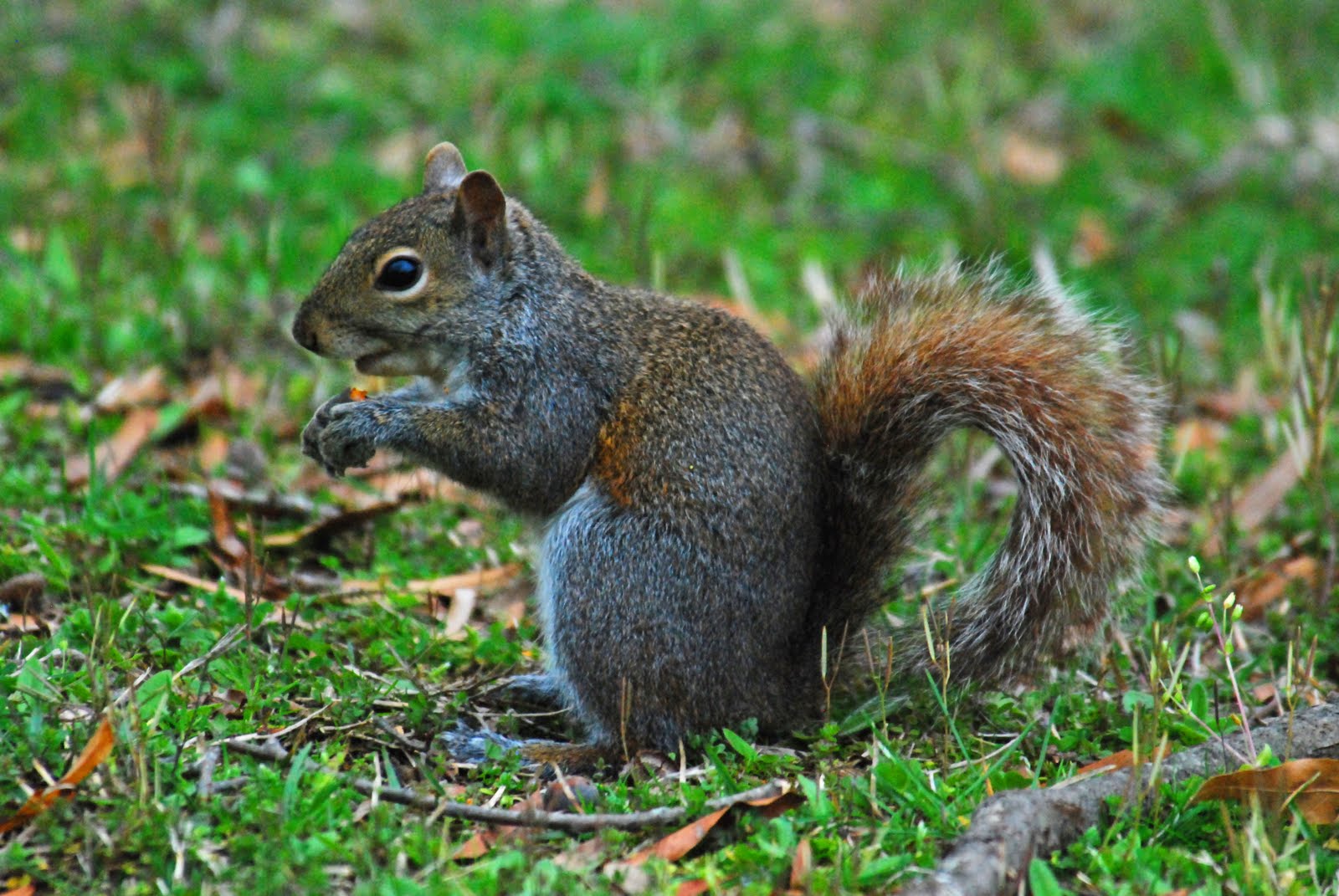 Squirrel Eating Acorn