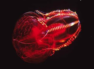 Red Lobate Ctenophore Red Lobate Ctenophore
