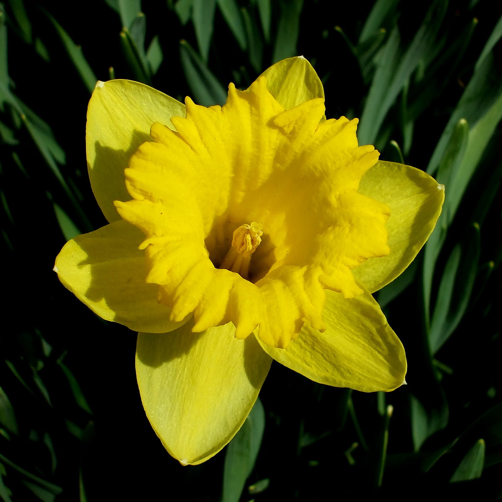 A Rose in the Garden Daffodils Blooming