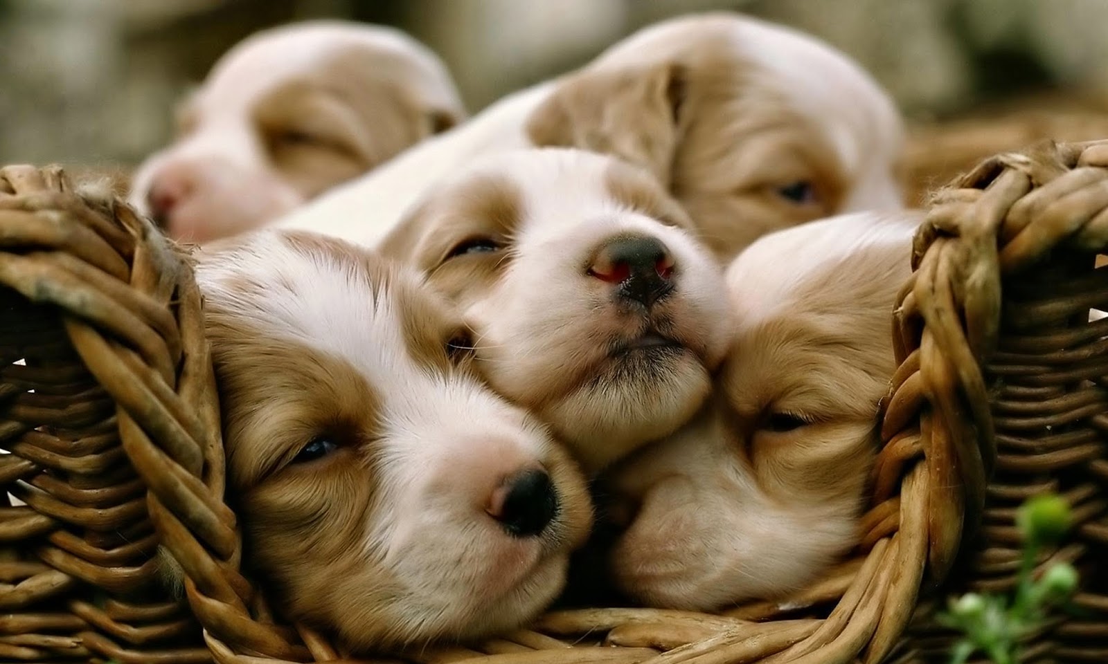 Puppy Photography 1080p Wallpapers | HD Wallpapers (High Definition