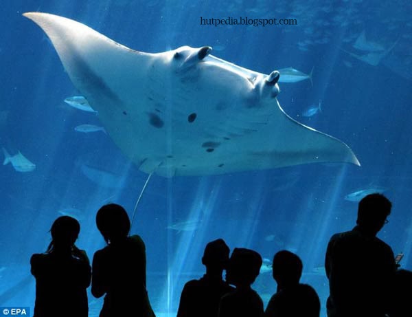 world largest aquarium tank
