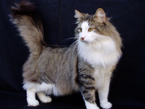 GATO COMUNES gato comunes: