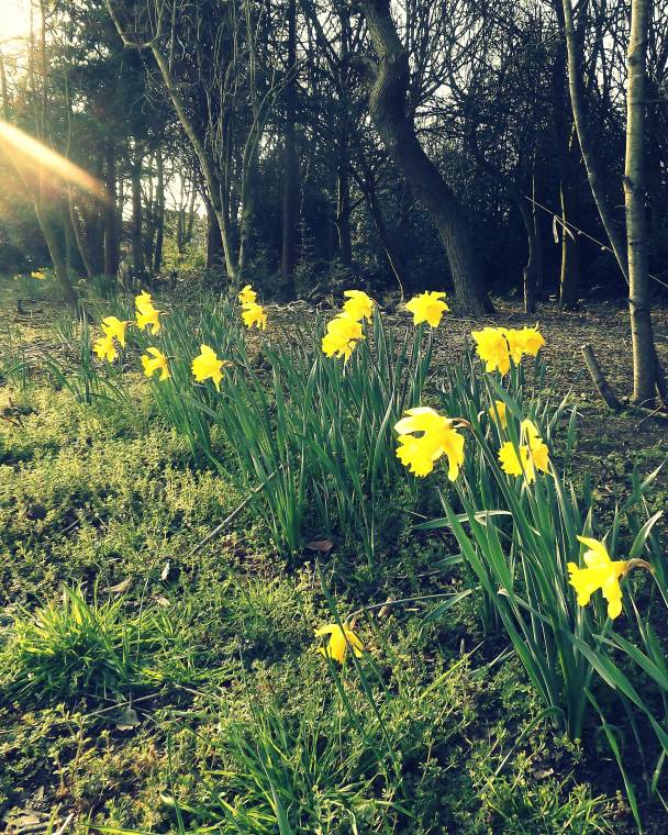 Daffodils Weekend Flowers Claire Justine Oxox