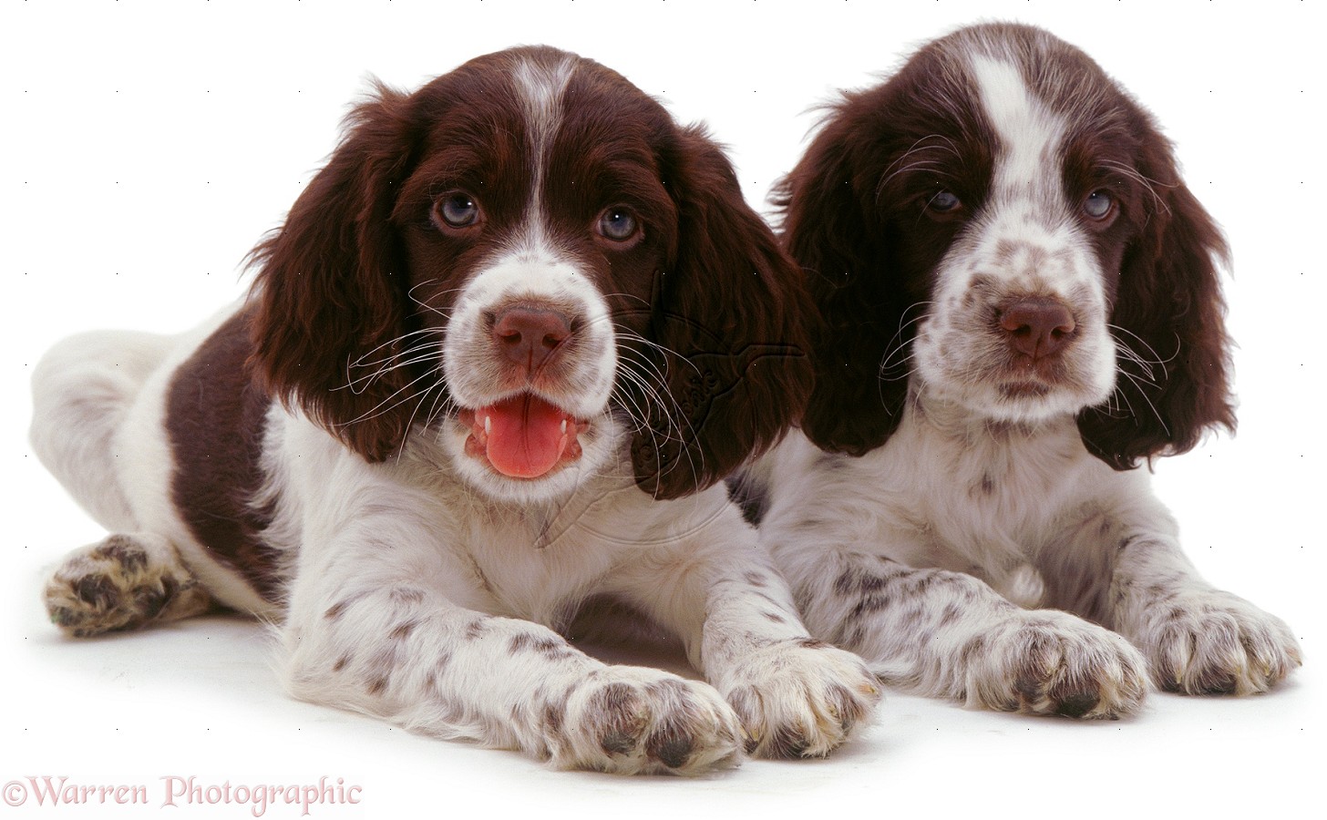 Łapa w łapę: Springer spaniel angielski
