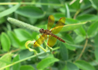 Eastern Amberwing, Saturday, June 20, 2015, 5:02:32 PM