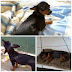 Uma cachorra da raça Pinscher, de cor preta está desaparecida em Várzea do Poço