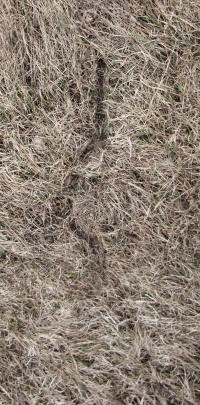 subnivean mouse tunnel March