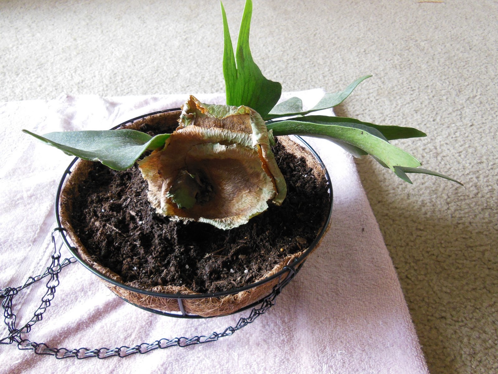 The Green House Hanging a Staghorn Fern in a Basket