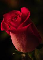 red-rose-valentine-day