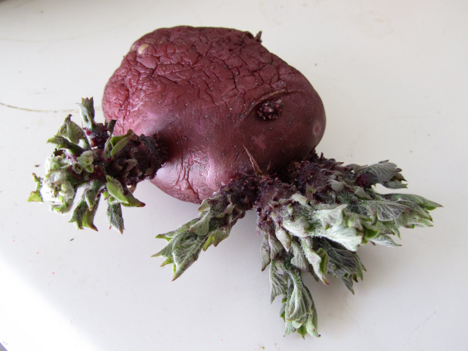 ecclection Potato Eyes