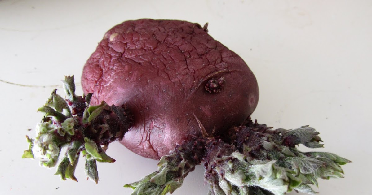 ecclection Potato Eyes