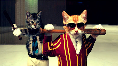 Funny Cat Wallpapers Funny Cat Wallpapers