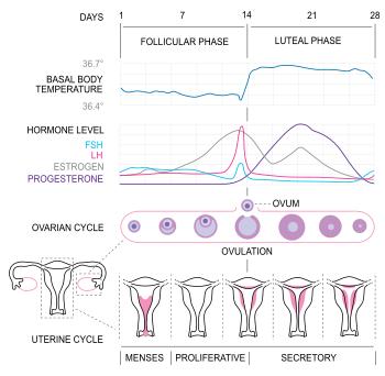 Pregnant+women+giving+birth+naturally