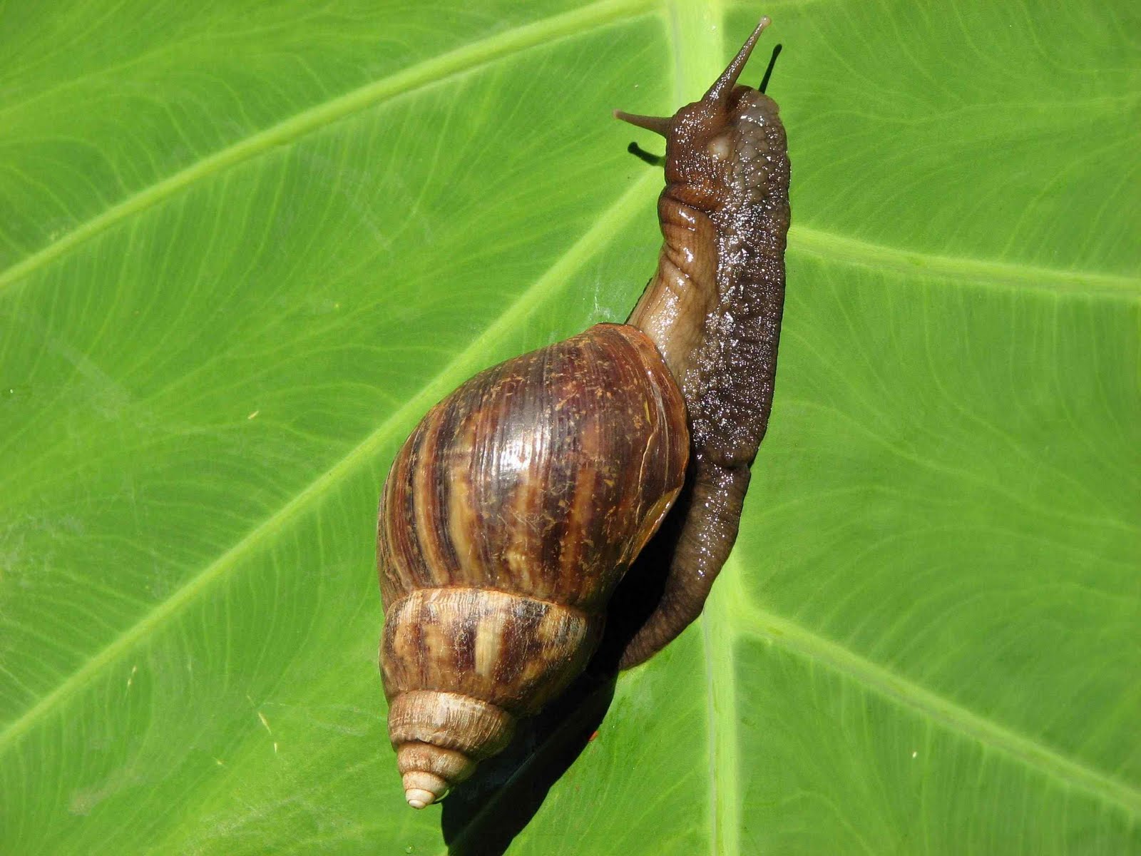 Exemplo De Moluscos ~ Biomarana