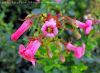 Escallonia rubra var. macrantha