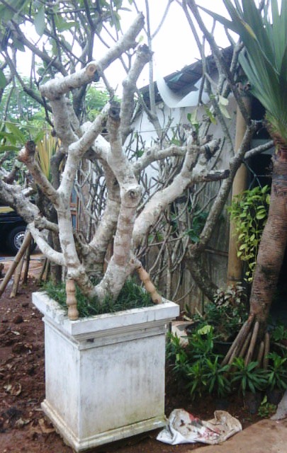 Kamboja Untuk Pengumpulan Bunga Kering Plumeria Tanaman Kamboja Untuk Pengumpulan Bunga Kering Plumeria Tanaman