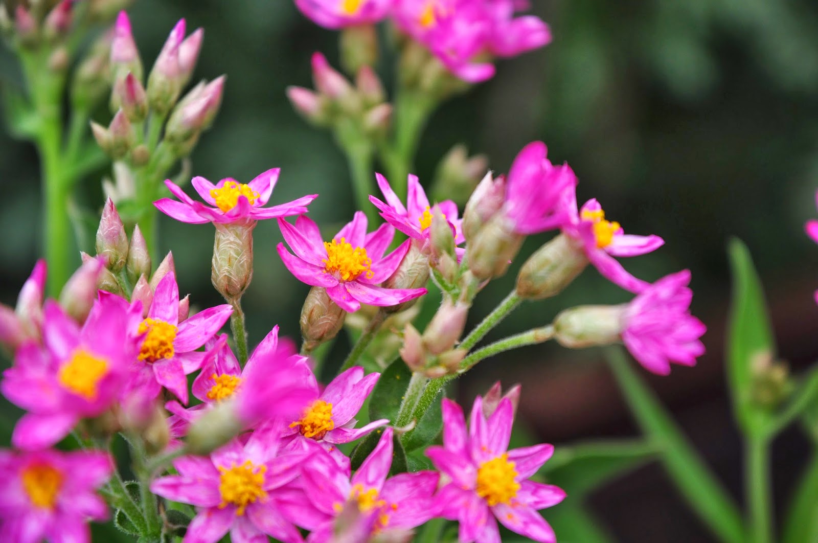 Hong Kong Flower Show 2011 at Victoria Park Hong Kong Trip Day 3