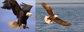 bald eagle pictures