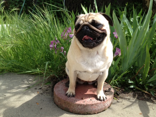 pug memorial stone