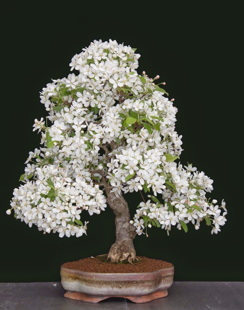 Bonsai In Urdu Bonsai In Urdu