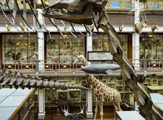 Inside Ireland's Natural History Museum (known as the Inside Ireland's Natural History Museum (known as the
