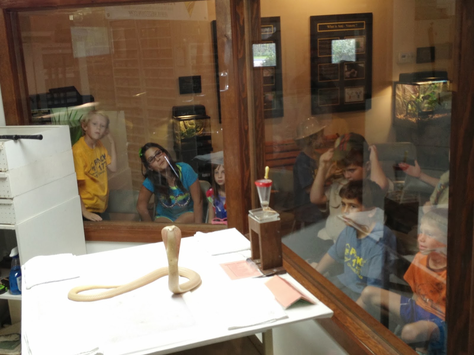 Fun Florida Mom! Reptile Discovery Center DeLand, Florida! FANTASTIC!