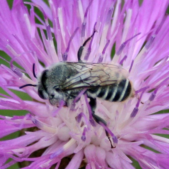 twenty pound tabby More Colorado Native Bees