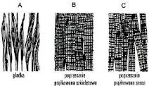 tkanka mięśniowa