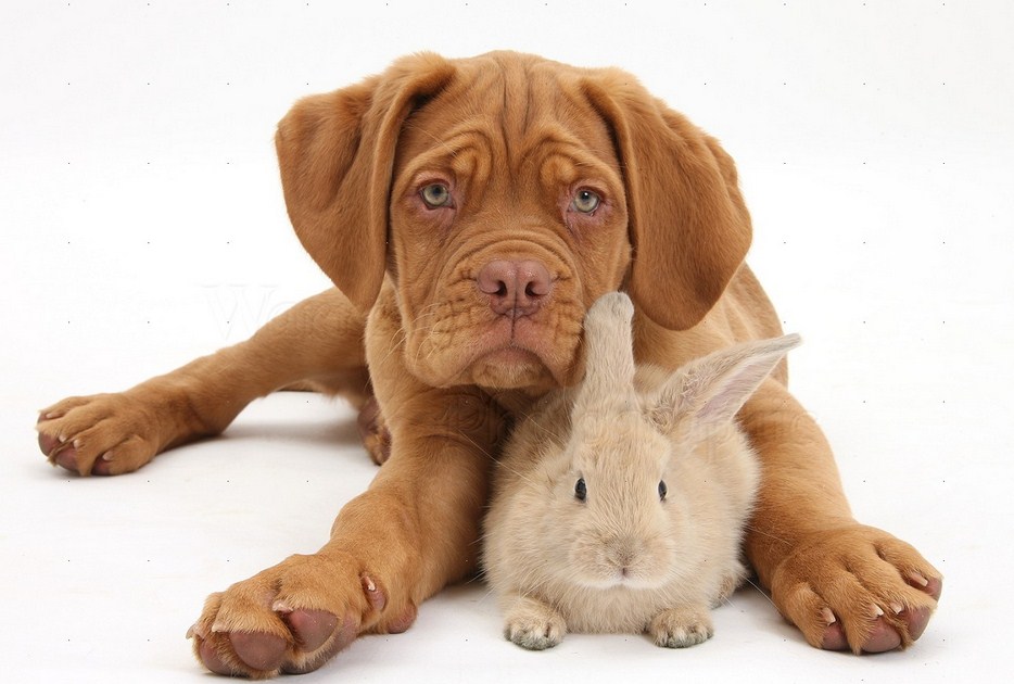 Die 10 besten Hunderassen für Kinder Baby hunde