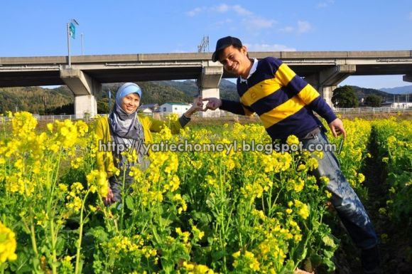 http://4.bp.blogspot.com/-27yf9VM9X2Q/TZvZu5TDJ8I/AAAAAAAAKpg/uOqD7z_QV38/s1600/yellow%2Brape1.jpg