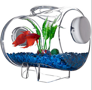 Model Akuarium Modern Untuk Ikan Cupang Hias Dunia Akuarium