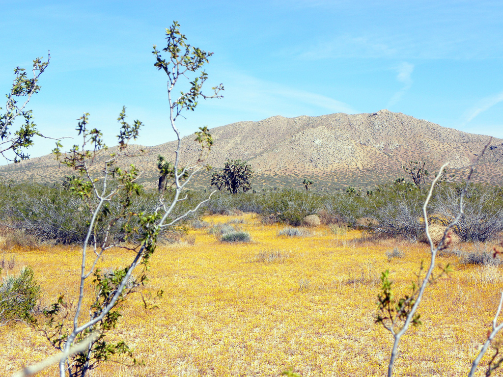 Mojave Desert Blog May 2011 Mojave Desert Blog May 2011
