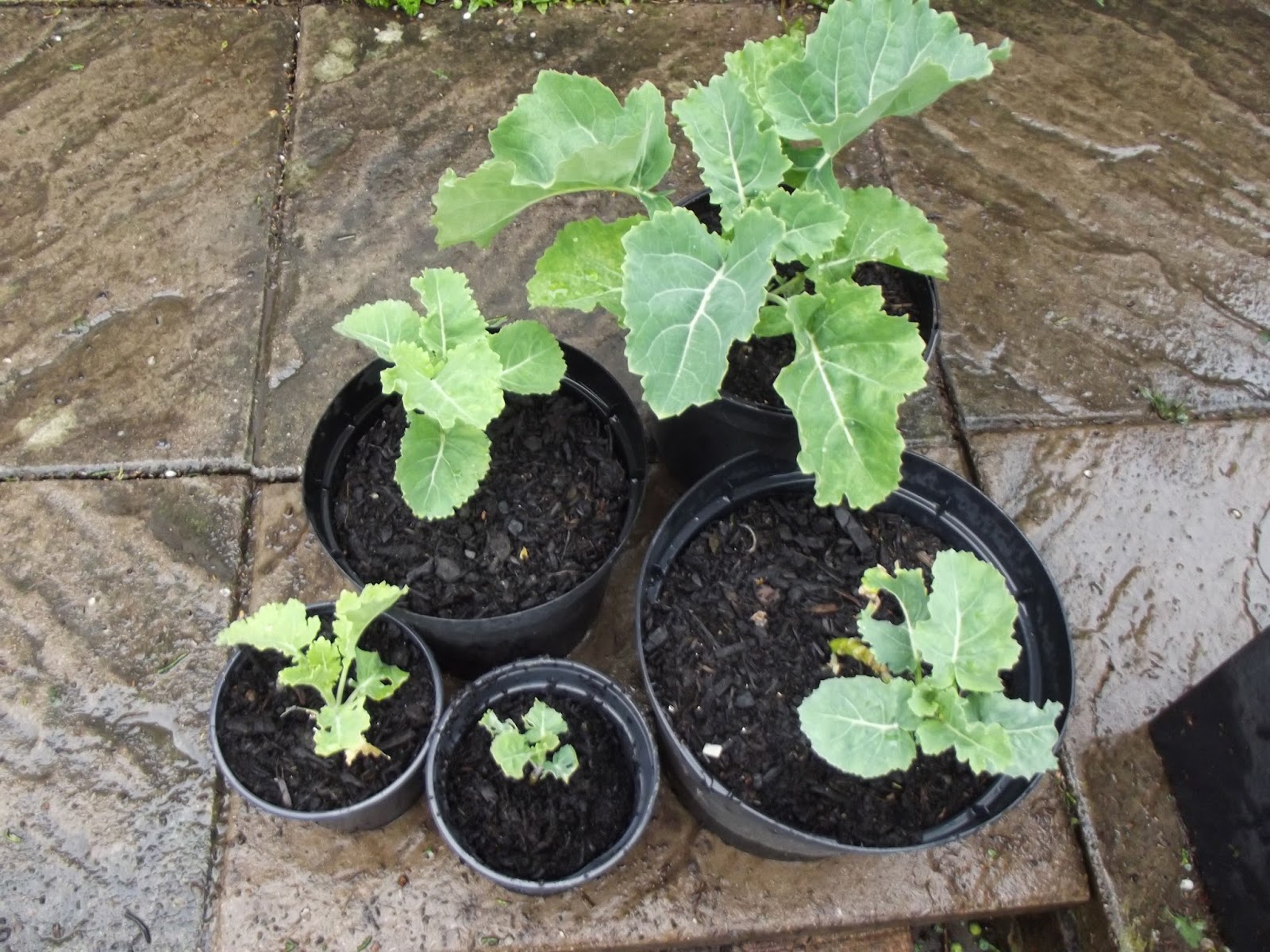 NomeGrown Perennial Kale Cuttings