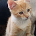 My boyfriend doesn't like my new cat, so I have to give him away
