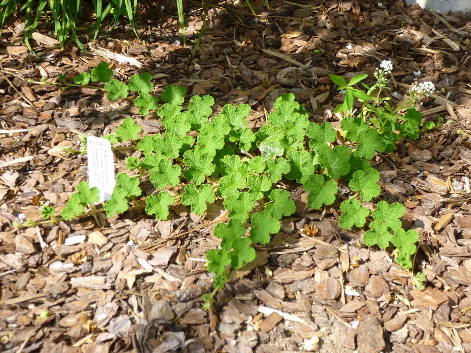 Mahonia - Monrovia - Creeping Mahonia