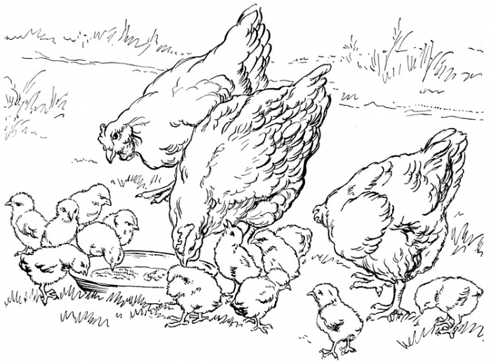 desenhos para colorir desenhos de galinhas para colorir