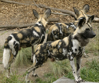 african painted dogs waiting for victim 