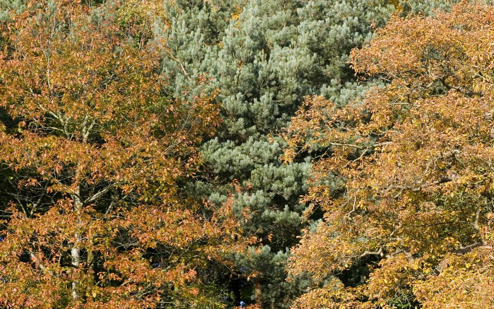http://4.bp.blogspot.com/-29H4MVgYzzM/TiWNjU0f38I/AAAAAAAAKaY/DjHbZ_cTULo/s1600/autumn%2Btrees%2Bdesktop%2Bwallpaper-1.jpg