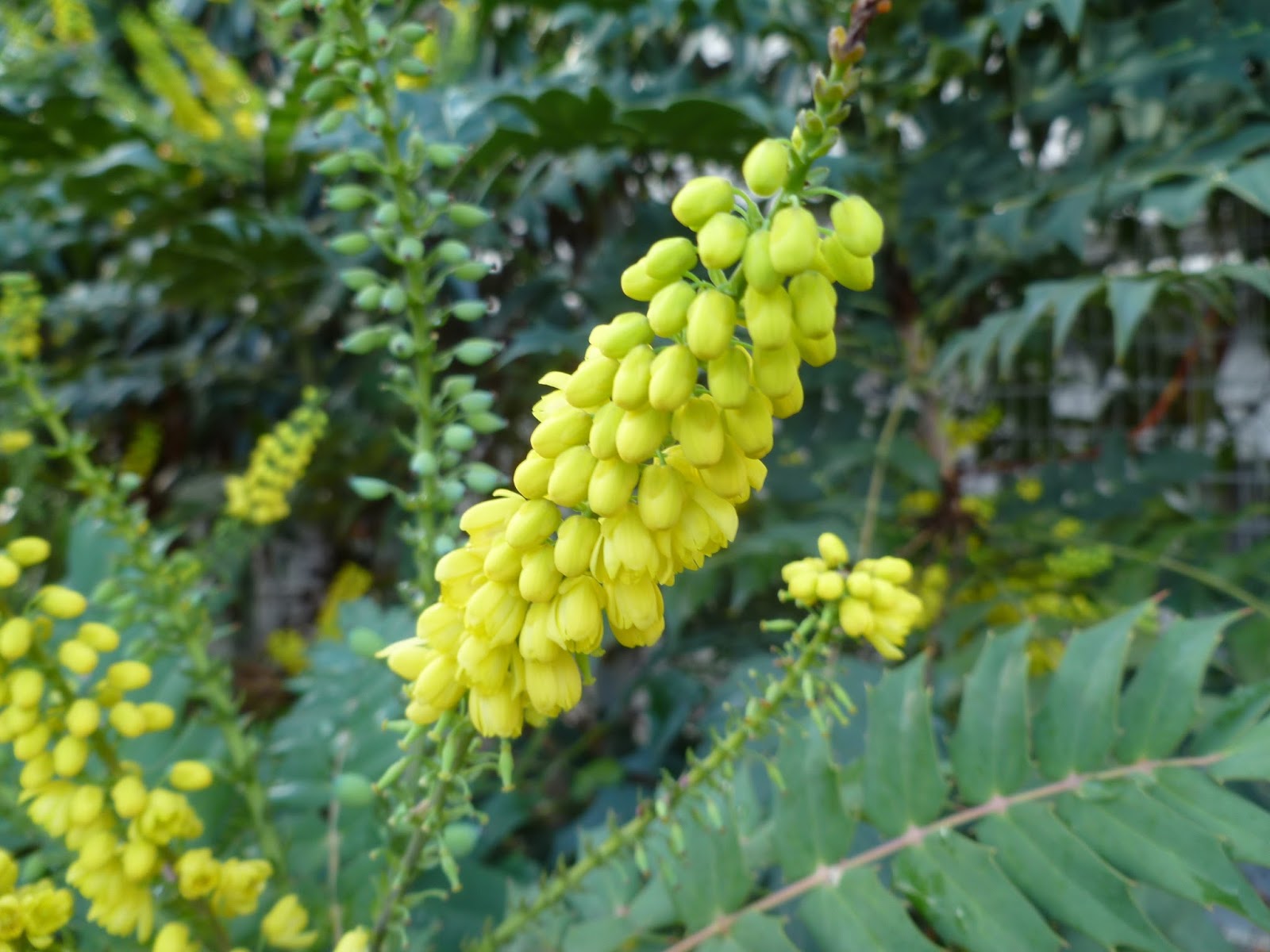 Flora Wonder Blog Flora Farm Mahonia